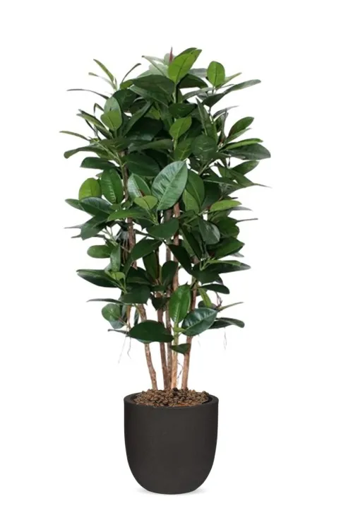 Philodendron_Kolom_kunstplant_155cm_1729601740.jpg